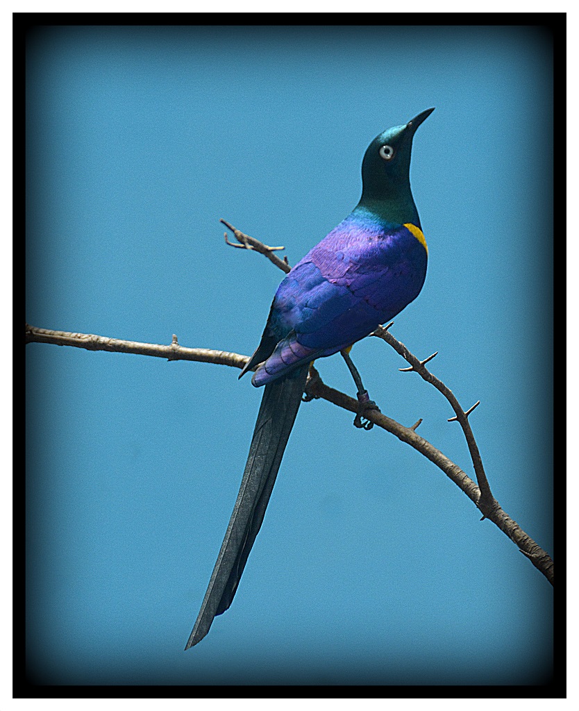 Print In Class B By Arthur Meole For Is This My Good Side JAN-2019.jpg